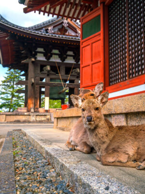 Osaka Nara Kyoto Tokyo Mt. Fuji 7 Days 6 Nights